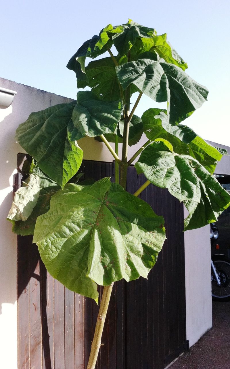 Planta