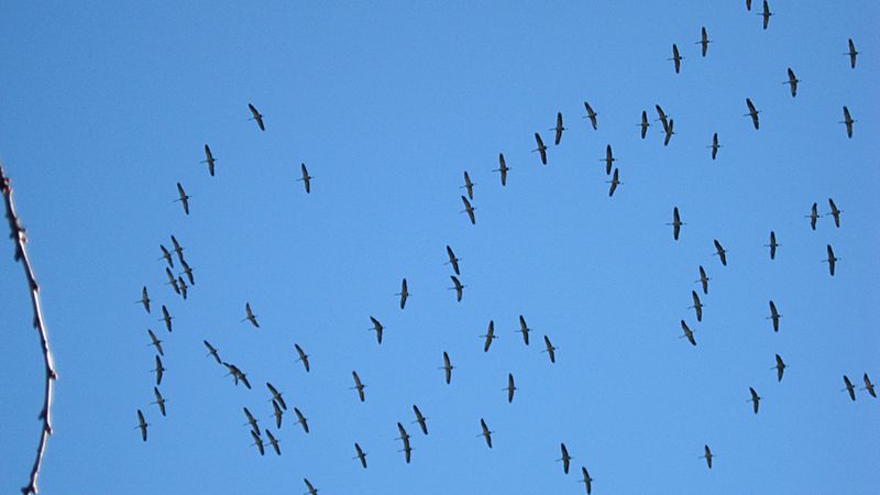 GRUES CENDRÉES